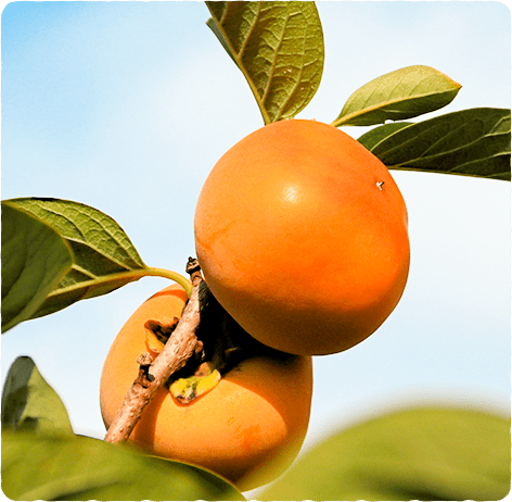 畑から始まる、妥協のない果物づくり